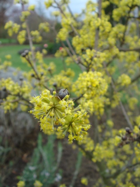 Cornus mas fleur detail P2C P5